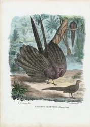 アーガスキジ、1863-79
